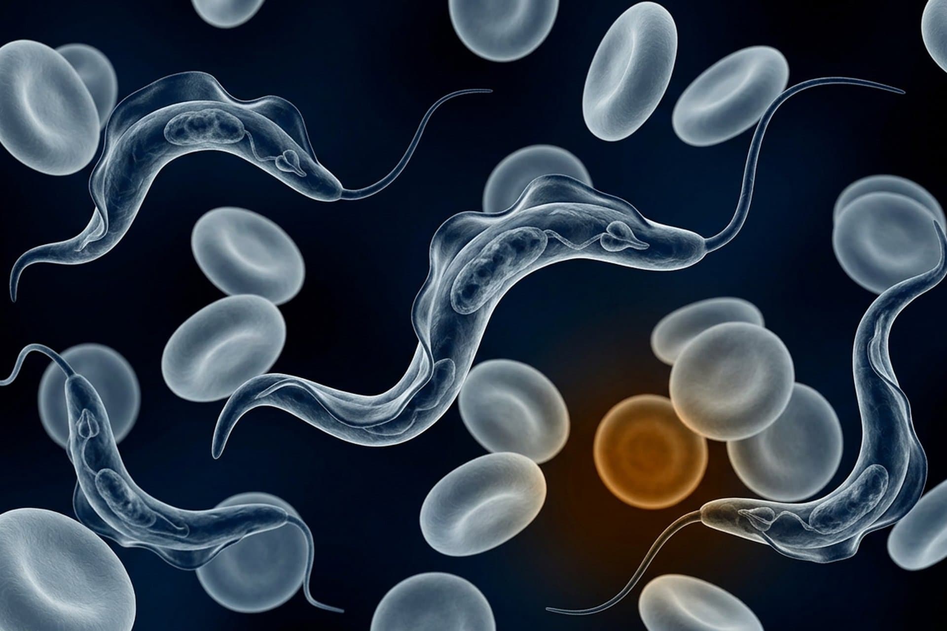 Afrikanische Trypanosomiasis