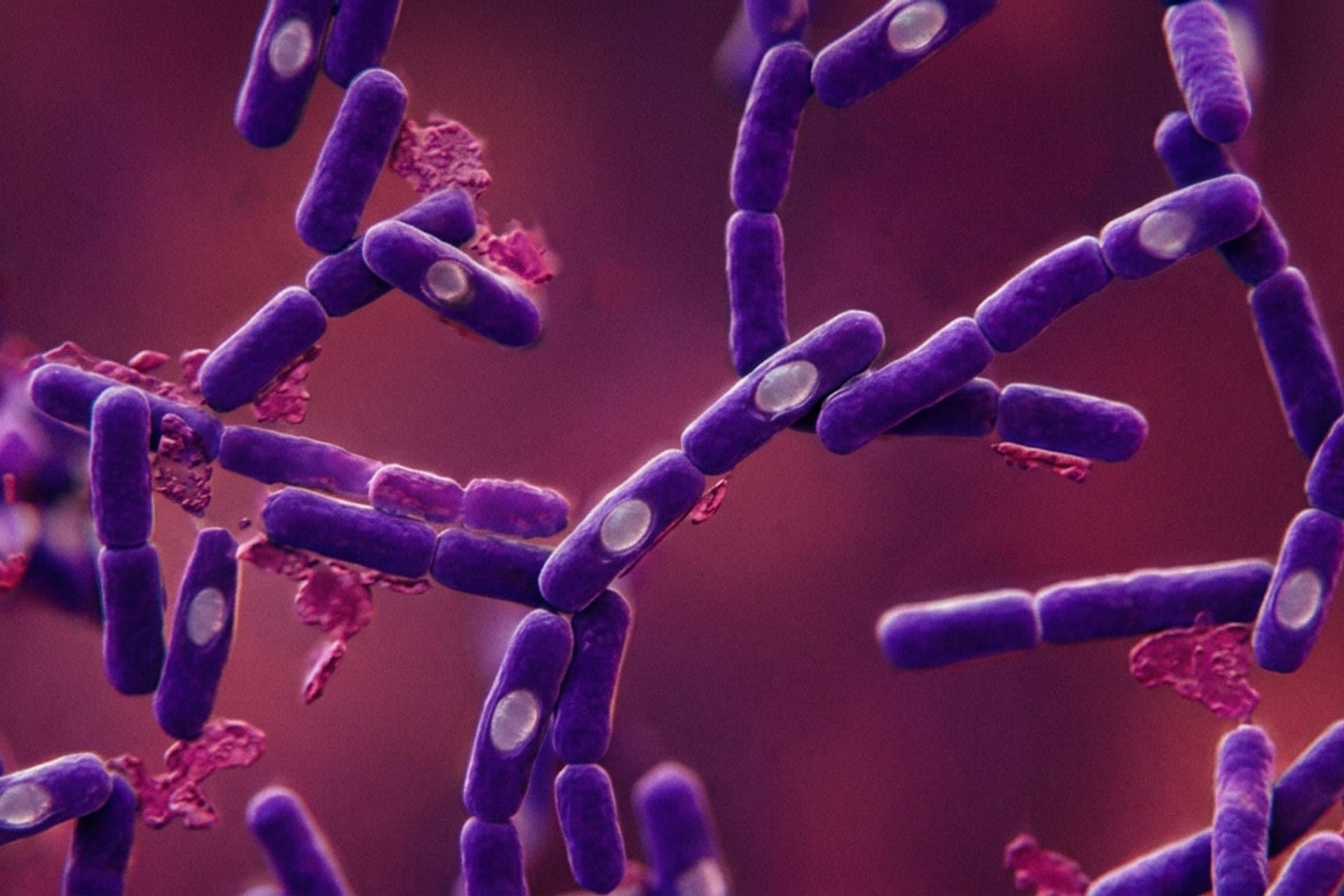 Lebensmittelvergiftung durch Bacillus cereus — medizin.studio